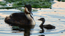 Haubentaucher (11).jpg